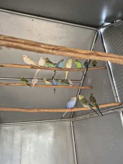 BUDGIES FOR SALE