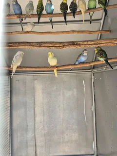 BUDGIES FOR SALE