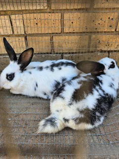 New Zealand White Rabbits ( Spilts)