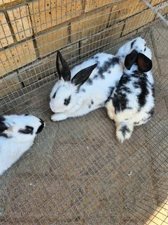 NEW ZEALAND WHITE RABBITS ( SPILTS)