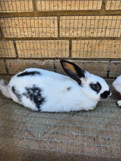 NEW ZEALAND WHITE RABBITS ( SPILTS)