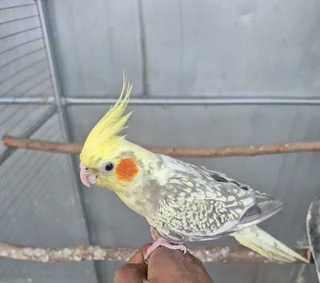 Tame Cockatiels For Sale