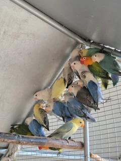 Lovebirds For Sale