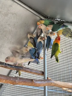 LOVEBIRDS FOR SALE