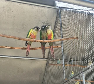 Green Cheek Conures