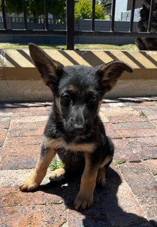 German Shepard Pups - 10 weeks old