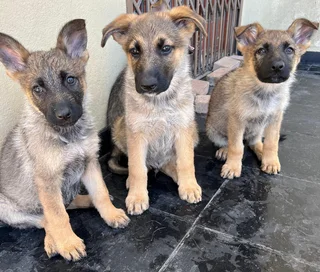 German Sheperd Pups Available - 10 weeks old