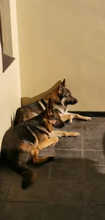 German Sheperd Pups Available - 10 weeks old