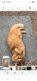 Looking for male long hair ginger kitten