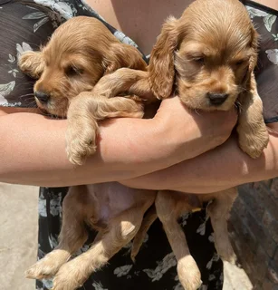 Cocker Spaniels