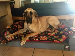 Riptech Canvas 400GSM Dog Beds