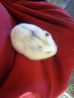 Hamsters - Ad posted by TINO GIERKE