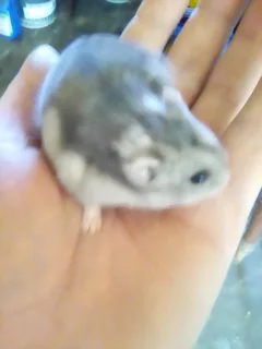 Hamsters - Ad posted by TINO GIERKE