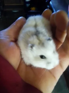 Hamsters - Ad posted by TINO GIERKE