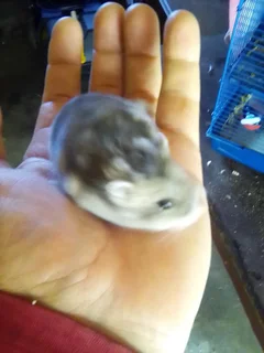 Hamsters - Ad posted by TINO GIERKE