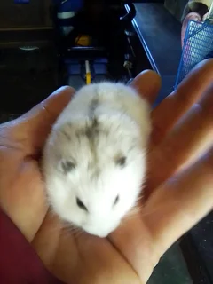 Hamsters - Ad Posted By Tino Gierke