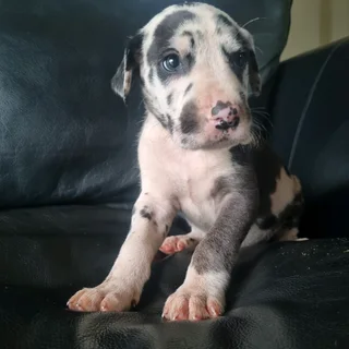 Great Dane puppies for sale