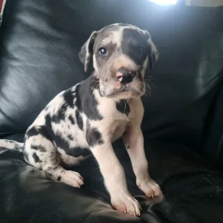 Great Dane puppies for sale