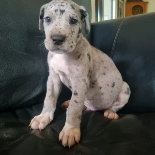 Great Dane puppies for sale