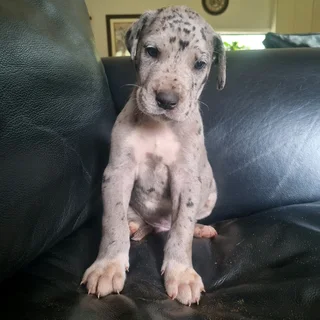 Great Dane puppies for sale