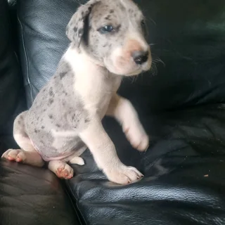 Great Dane puppies for sale
