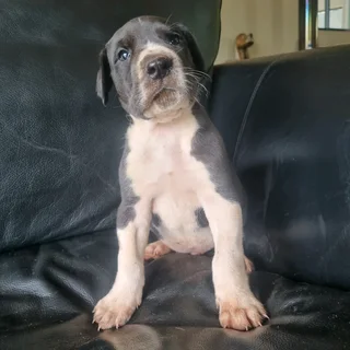 Great Dane puppies for sale