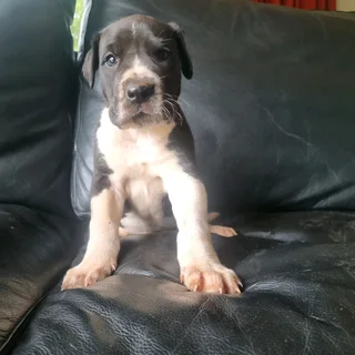 Great Dane puppies for sale