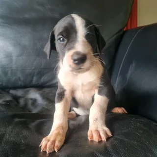 Great Dane puppies for sale