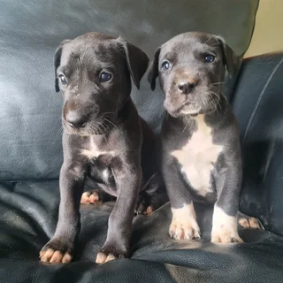 Great Dane puppies for sale