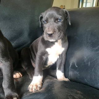 Great Dane puppies for sale