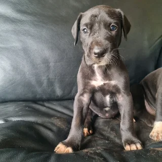 Great Dane puppies for sale