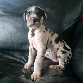 Great Dane puppies for sale