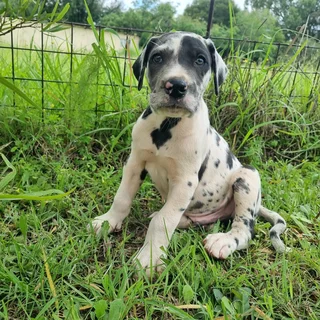 Great dane puppies