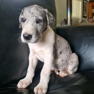 Great Dane puppies