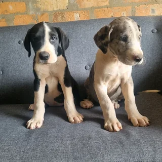 Great Dane puppies