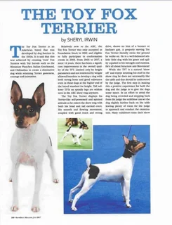TOY FOX TERRIER (miniature) pups (KUSA registered)