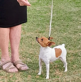 TOY FOX TERRIER (miniature) pups (KUSA registered)