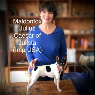 TOY FOX TERRIER (miniature) pups (KUSA registered)