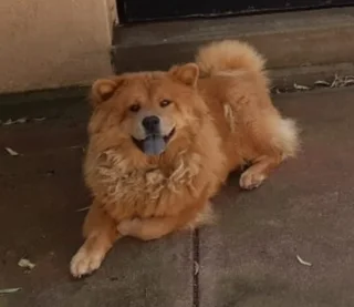 Female Chow Missing! R1000 Reward. Return To Dr Archer. Colenso.