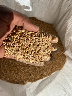 Wheat for poultry and livestock