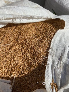 Wheat for poultry and livestock