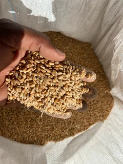 Wheat for poultry and livestock