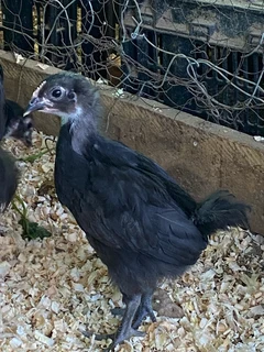 Chicks black Austrolorp 12 weeks old