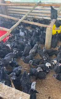 Black Austrolorp hens 12 weeks