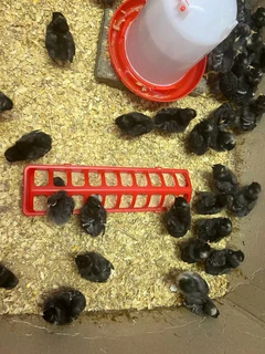 Portch Koekeok 2 weeks old