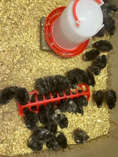 Portch Koekeok 2 weeks old