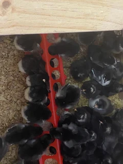 Portch Koekeok and black Austrolorp 1 day old chicks