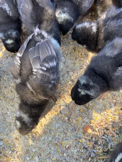 Potch koekoes one week old at  R40 each