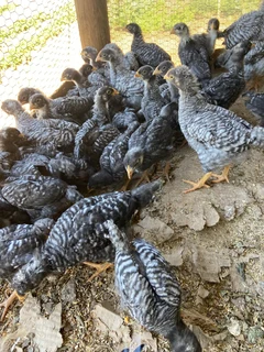 Koekoes 8 weeks old at R90 each