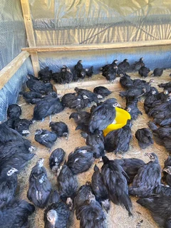 Black Austrolorp hens 14 weeks old
